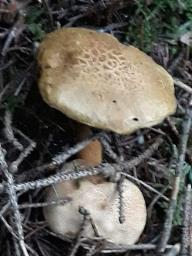 Pseudoboletus parasiticus