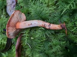 Pholiota astragalina