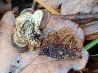 Auricularia mesenterica