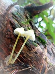 Mycena epipterygia