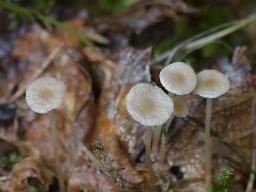 Collybia cirrhata