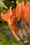 Calocera viscosa