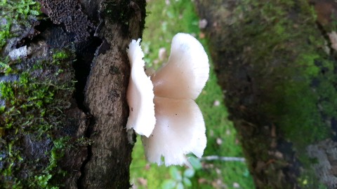 Pleurotus pulmonarius