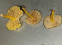 Pluteus vellingae