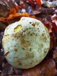 Rubroboletus rhodoxanthus