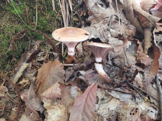 Gomphidius glutinosus