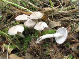 Tricholoma cingulatum