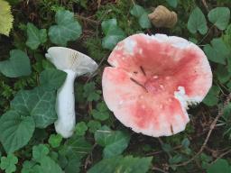 Russula aurora