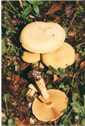 Phaeolepiota aurea