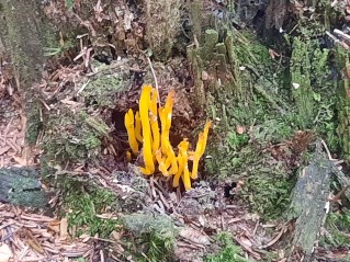 Calocera viscosa