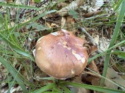 Calonarius odorifer