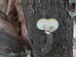 Lentinus arcularius