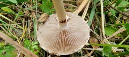 Agrocybe dura