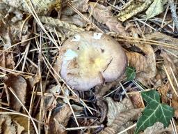 Russula firmula