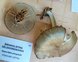 Megacollybia platyphylla