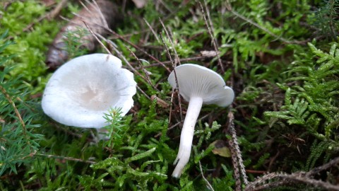 Clitocybe odora