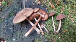 Pluteus plautus