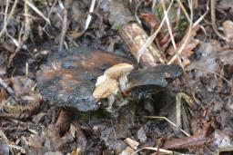 Asterophora lycoperdoides