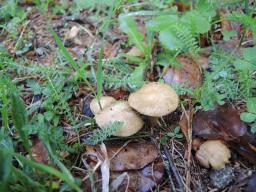 Inocybe queletii