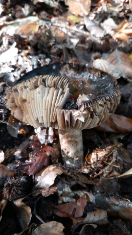 Russula nigricans