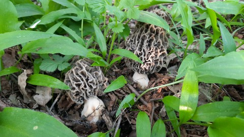 Morchella vulgaris