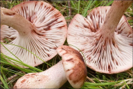 Hygrophorus erubescens