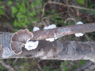 Schizophyllum commune