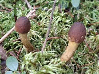 Tolypocladium capitatum