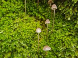 Mycena erubescens