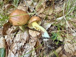 Suillus granulatus