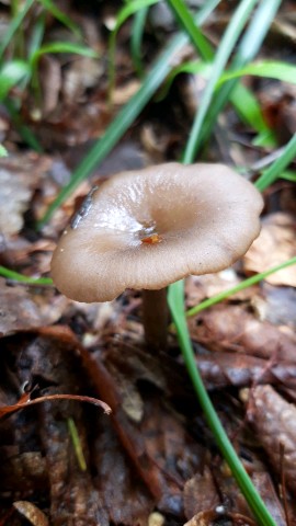 Entoloma