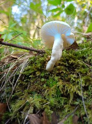 Hygrophorus cossus