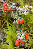 Cladonia bellidiflora