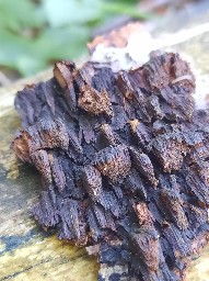 Cosmospora coccinea