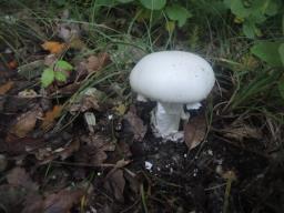 Amanita ovoidea