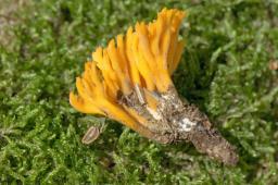 Calocera viscosa