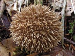 Lycoperdon echinatum