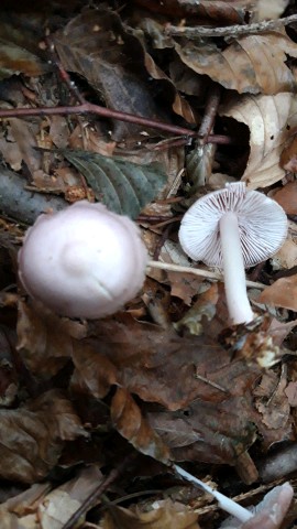 Mycena rosea