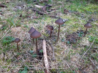 Entoloma hirtipes