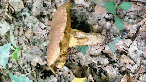 Butyriboletus appendiculatus