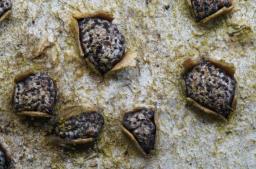 Melogramma campylosporum