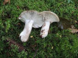 Russula fuliginosa