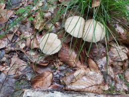 Candolleomyces candolleanus