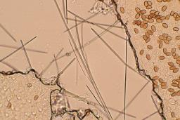 Conocybe tenera