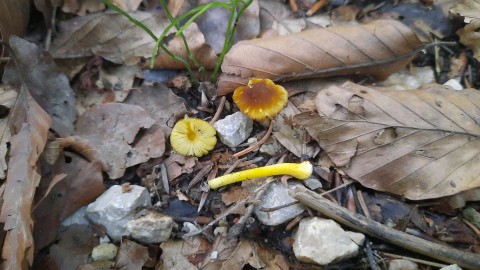 Pluteus romellii