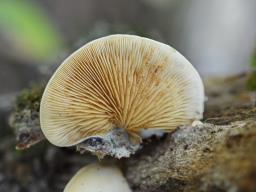 Crepidotus macedonicus