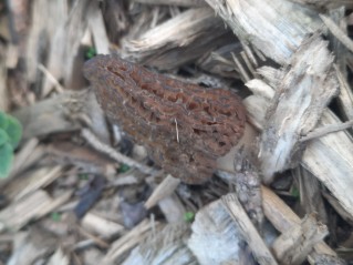 Morchella importuna