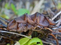 Pseudombrophila guldeniae