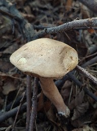 Gyroporus castaneus