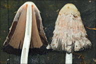 Coprinus comatus